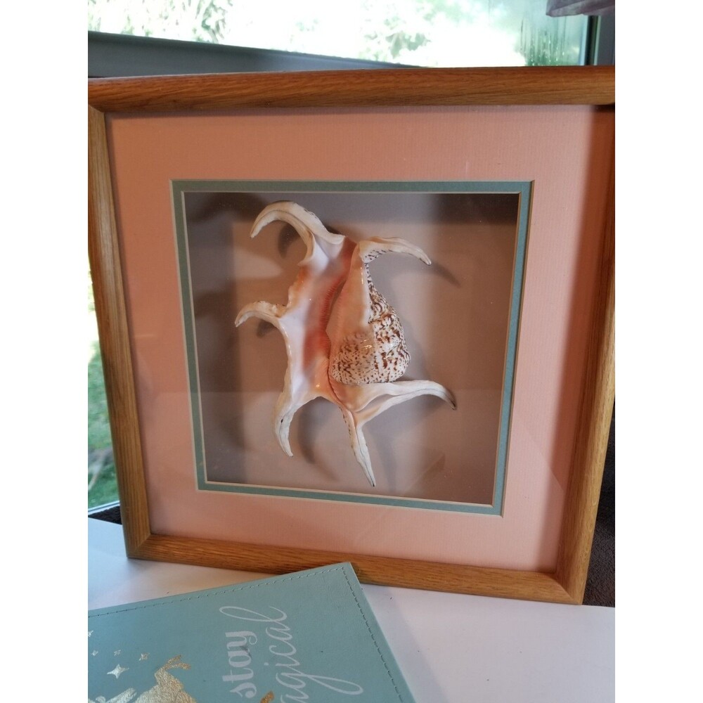 Jumbo Sea Shell and A Stunning specimen Shadow Box